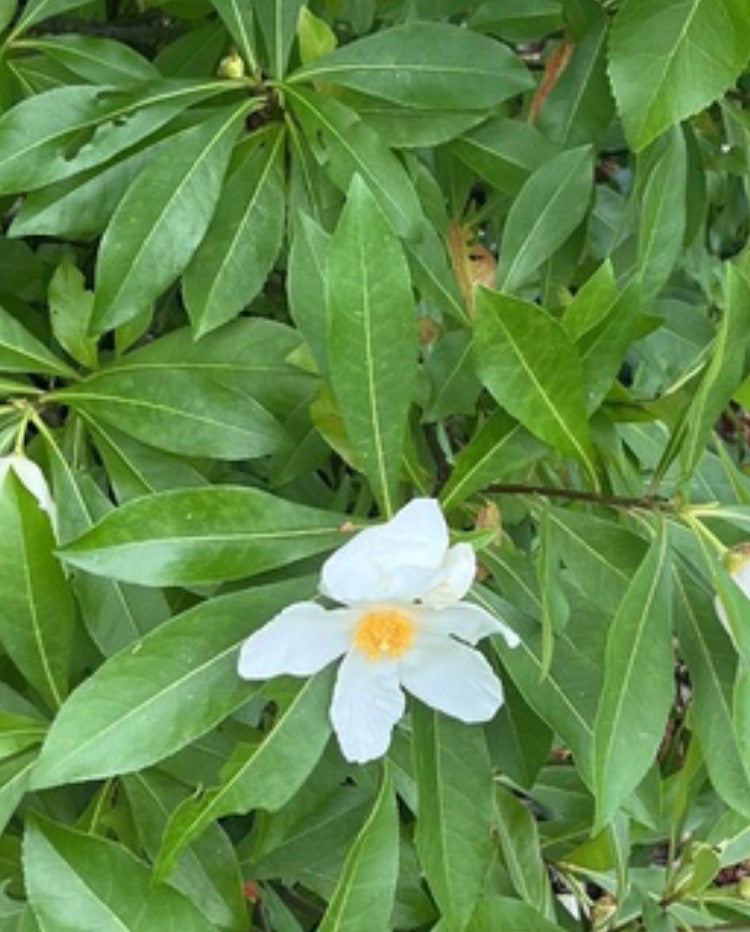 Franklin Tree, Franklinia alatamaha