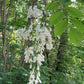 Yellowwood, Cladrastis kentukea