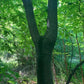 Yellowwood, Cladrastis kentukea