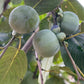 American Persimmon, Diospyros virginiana