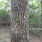 American Persimmon, Diospyros virginiana