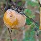 American Persimmon, Diospyros virginiana