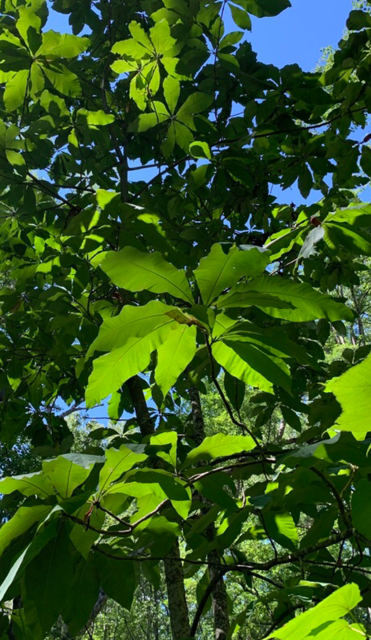 Umbrella Magnolia, Magnolia tripetala