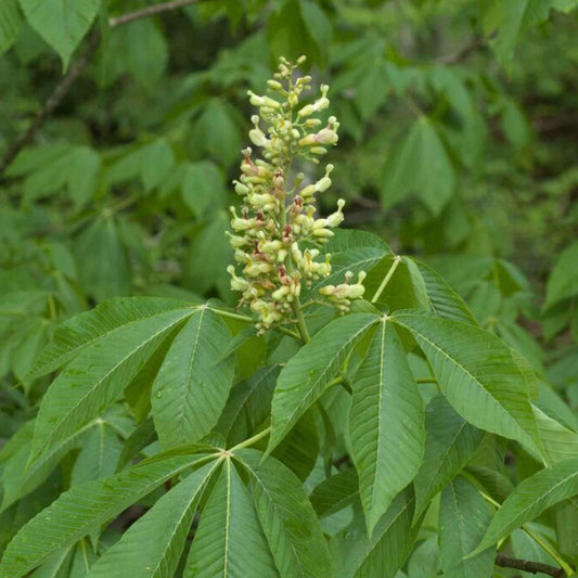 Yellow Buckeye, Aesculus flava