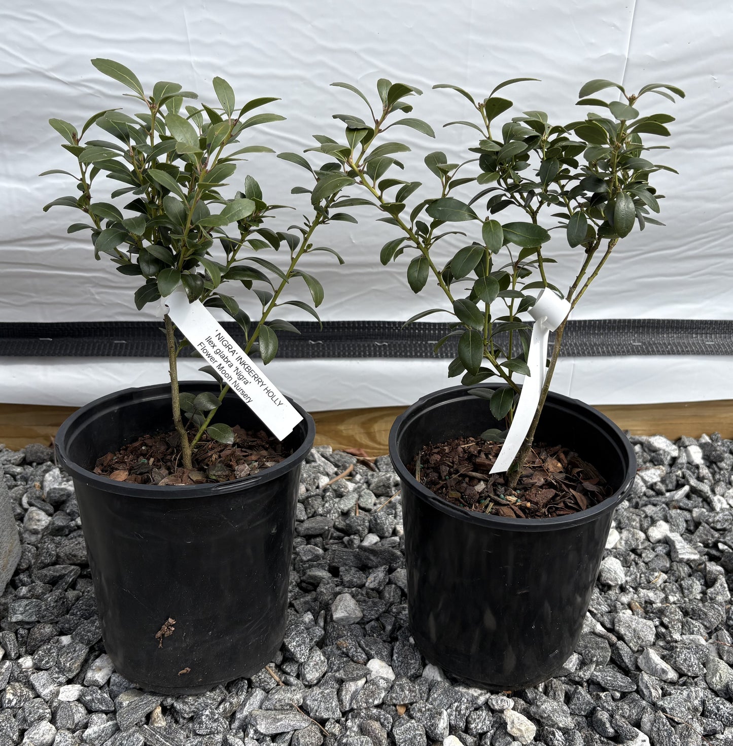 Nigra Inkberry Holly, Ilex glabra 'Nigra'