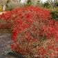 Red bush in a garden setting with a paved path and trees in the background
