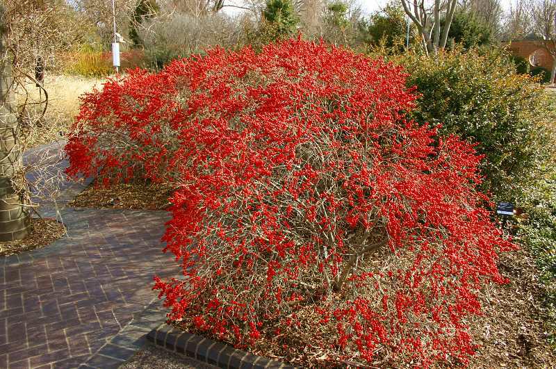Red bush in a garden setting with a paved path and trees in the background