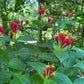 Red flowers with green leaves in a forest setting