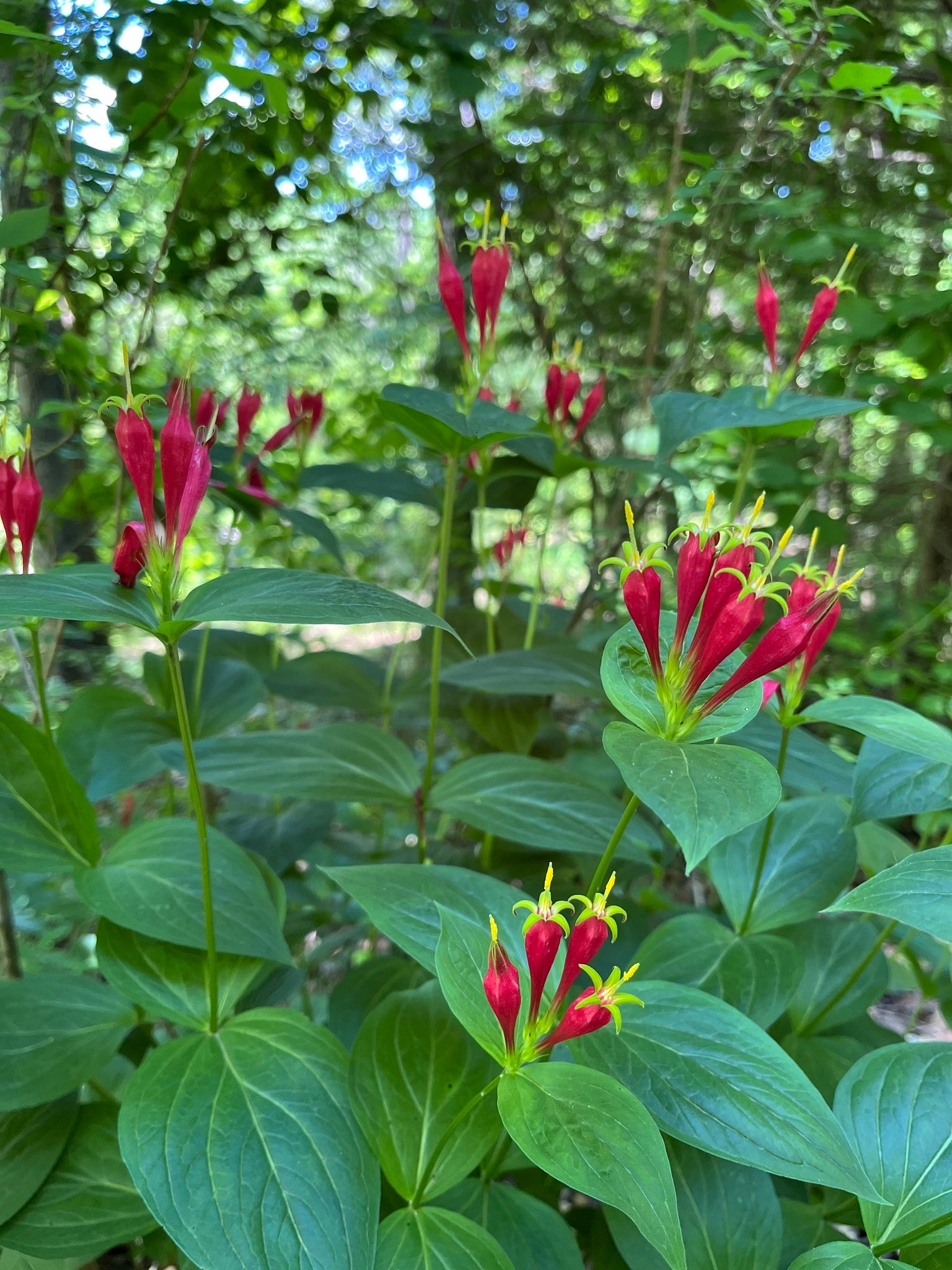 Red flowers with green leaves in a forest setting