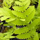 Close-up of green fern leaves with a blurred background