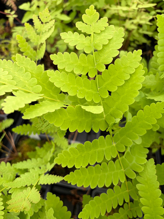 Close-up of green fern leaves with a blurred background