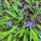 Blue flowers blooming among green strappy leaves.