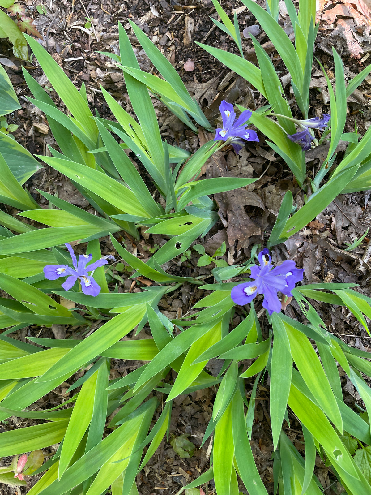 Blue flowers blooming among green strappy leaves.