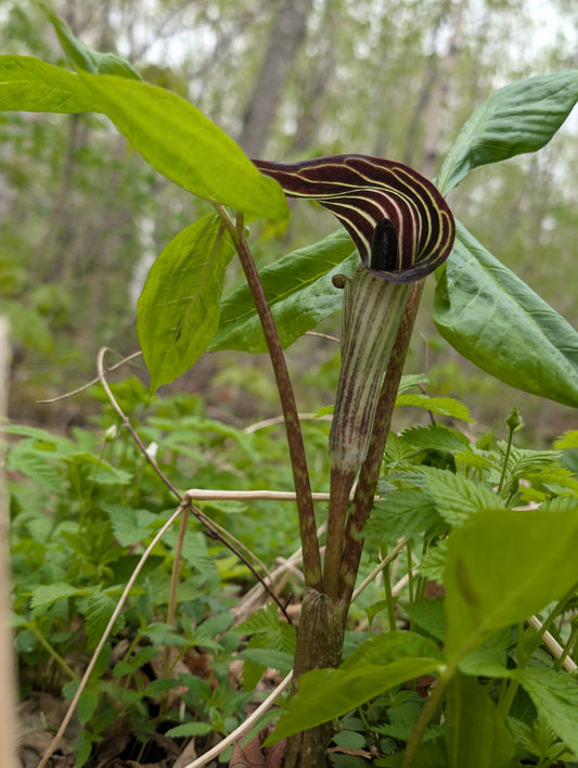 Jack-in-the-pulpit plant in a forest setting