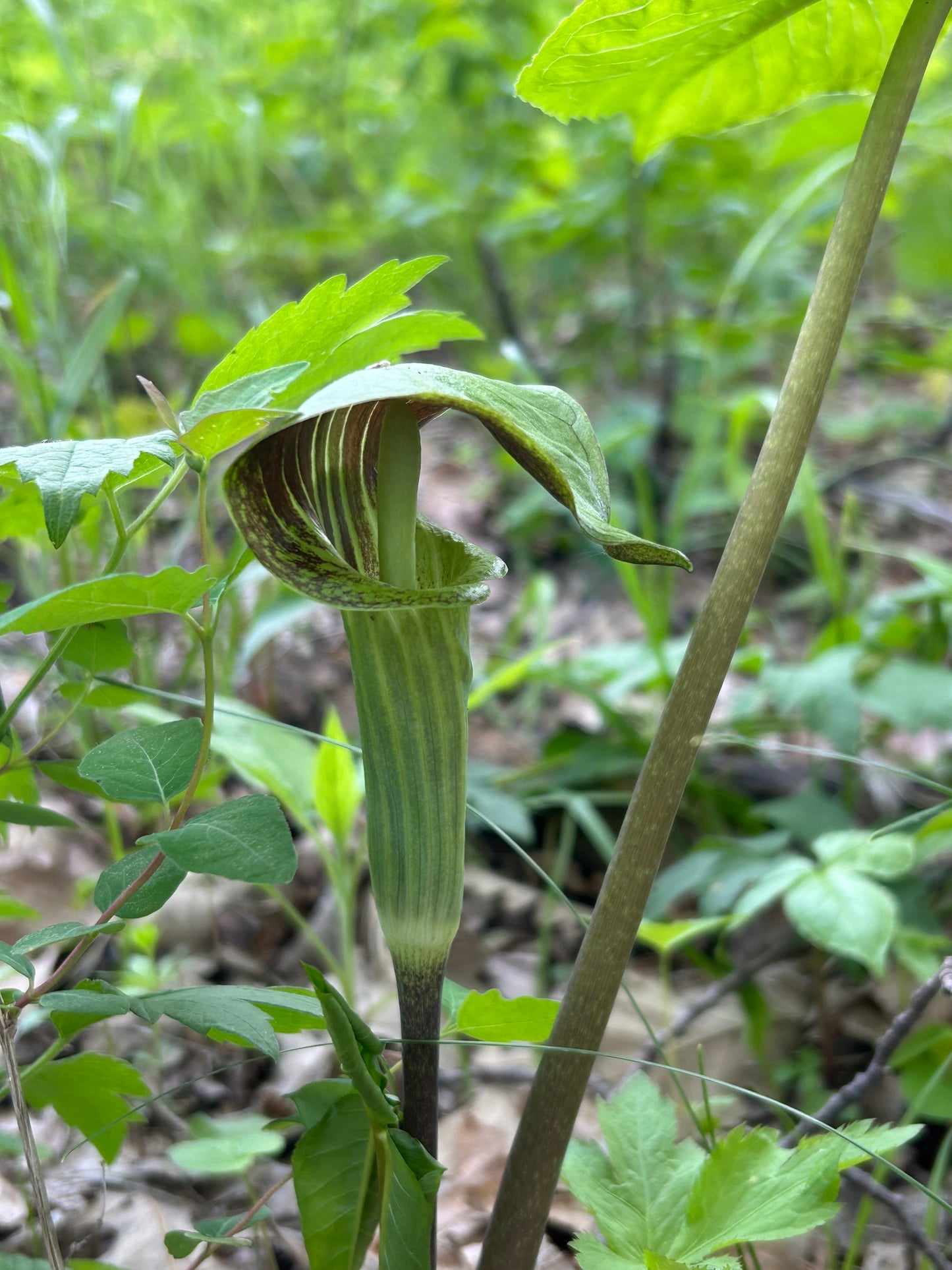 Jack-in-the-pulpit plant in a natural setting with green leaves and stem.