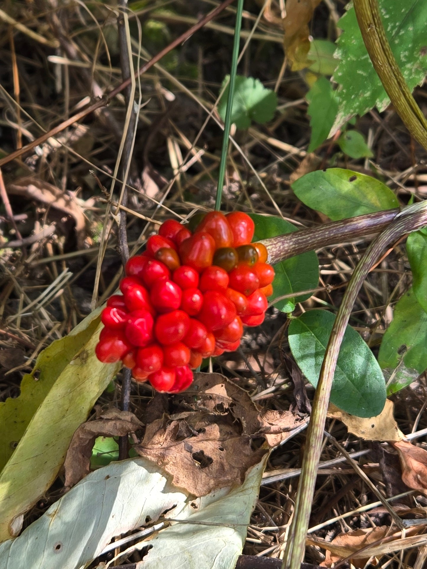 Red berries on a plant surrounded by dry leaves and grass