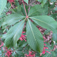 Photo of leaf with five blades