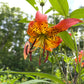 A close-up of a turk's cap lily flower in vibrant orange, yellow, and red with dark spots, surrounded by green leaves in a garden setting.