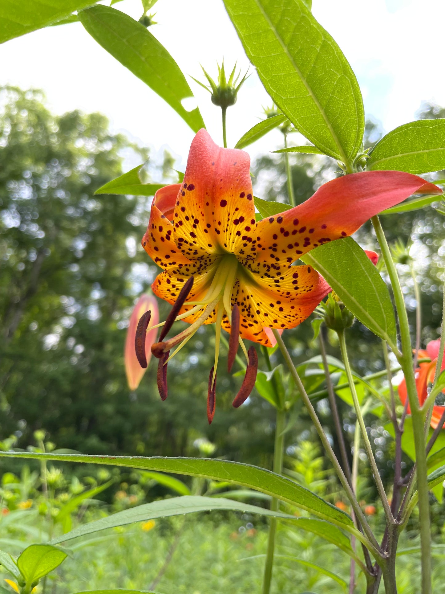 A close-up of a turk's cap lily flower in vibrant orange, yellow, and red with dark spots, surrounded by green leaves in a garden setting.