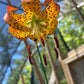 A close-up of an orange lily flower with bright orange-yellow petals covered in dark brown spots, hanging against a blurred background of trees and a greenhouse structure.