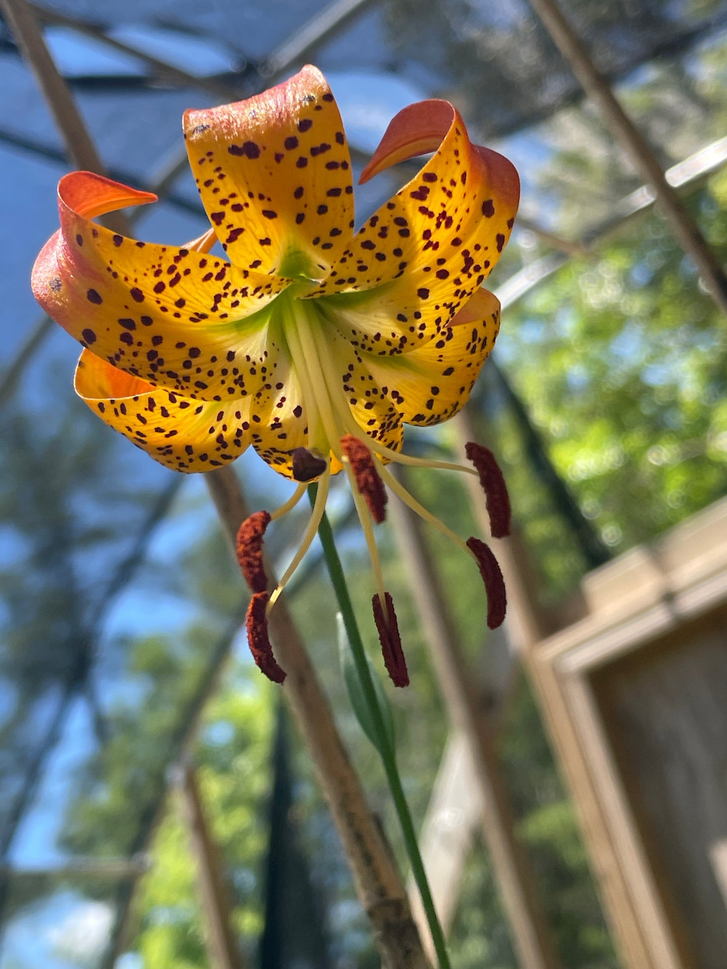 A close-up of an orange lily flower with bright orange-yellow petals covered in dark brown spots, hanging against a blurred background of trees and a greenhouse structure.