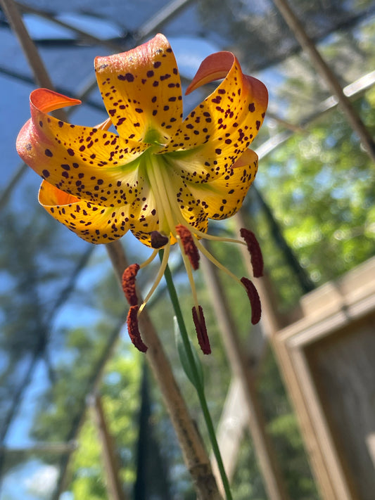 A close-up of an orange lily flower with bright orange-yellow petals covered in dark brown spots, hanging against a blurred background of trees and a greenhouse structure.