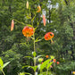 Orange lilies with green leaves blooming in a lush green forest setting.