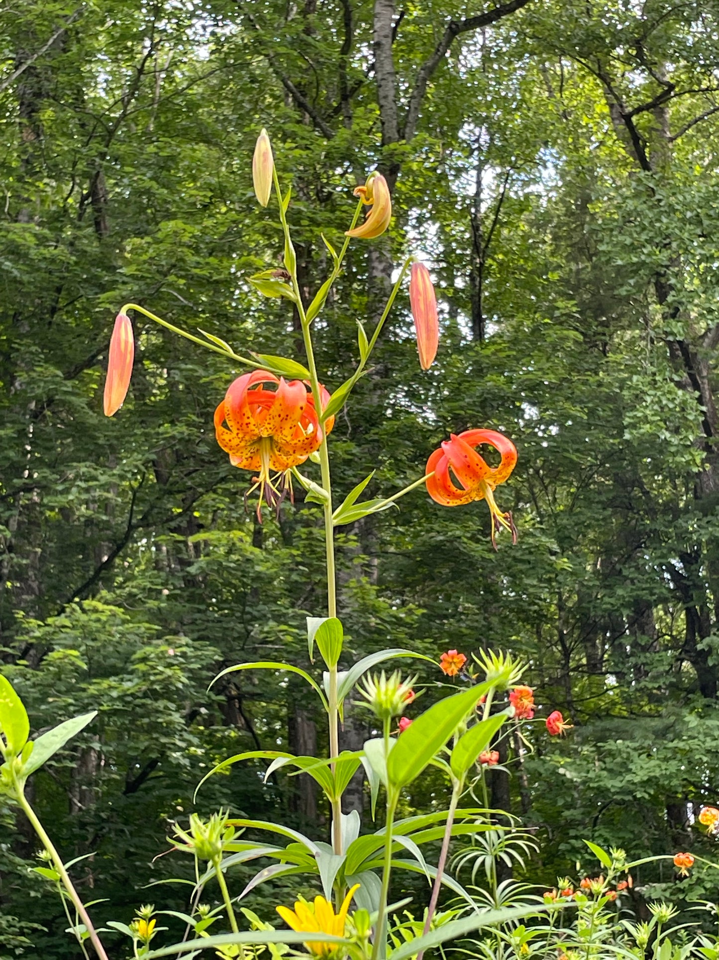 Orange lilies with green leaves blooming in a lush green forest setting.