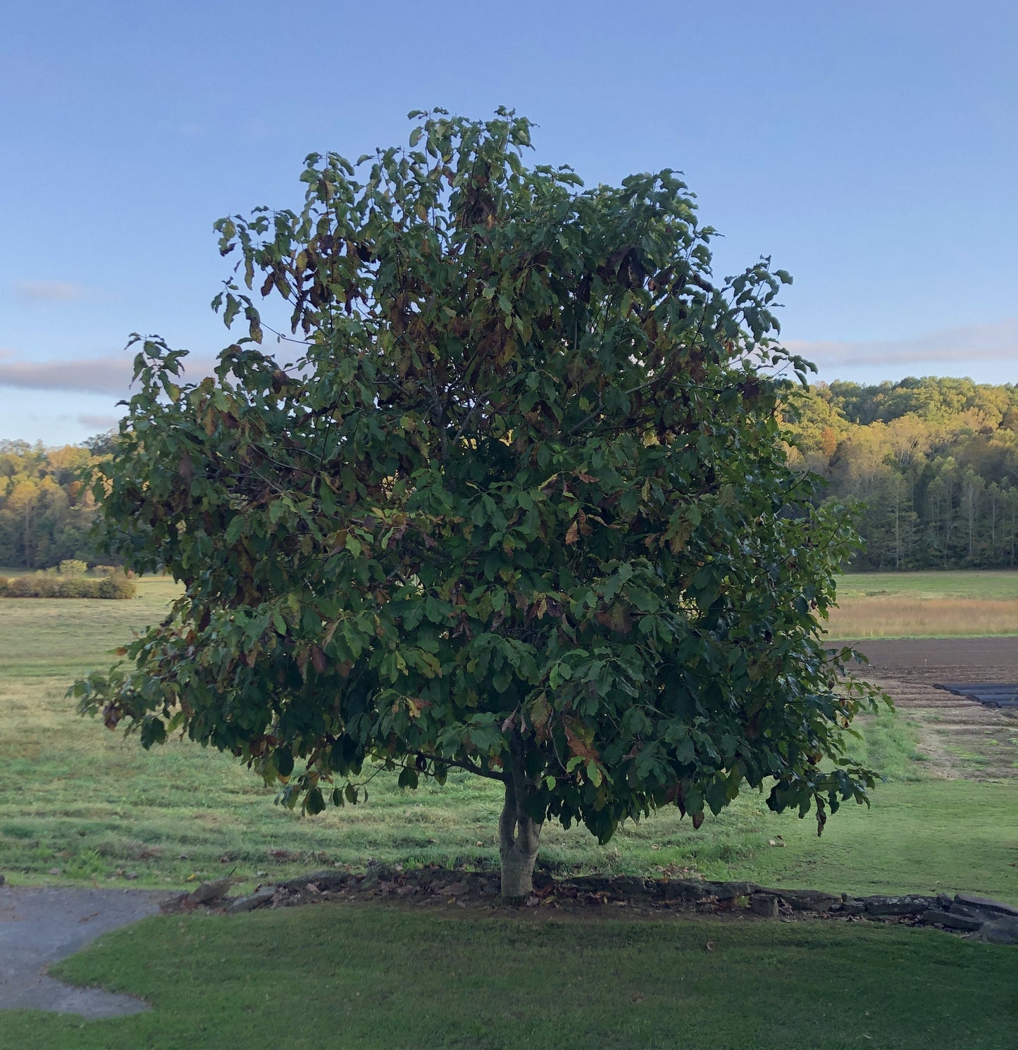 Umbrella Magnolia, Magnolia tripetala