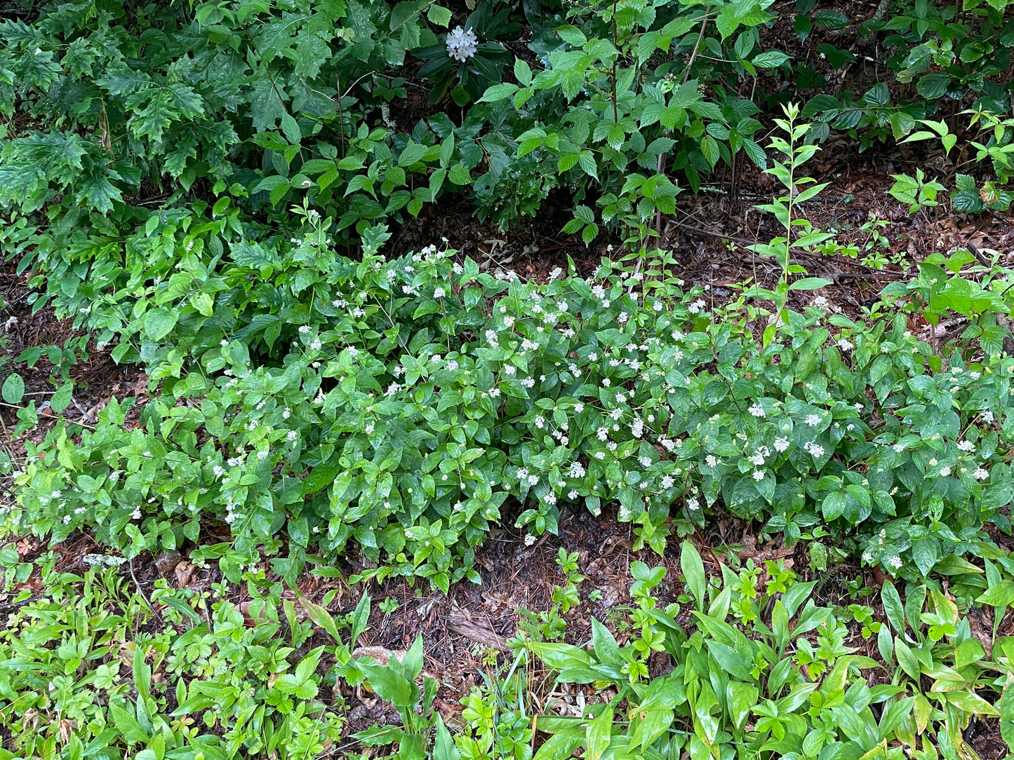 New Jersey tea plants with white flowers