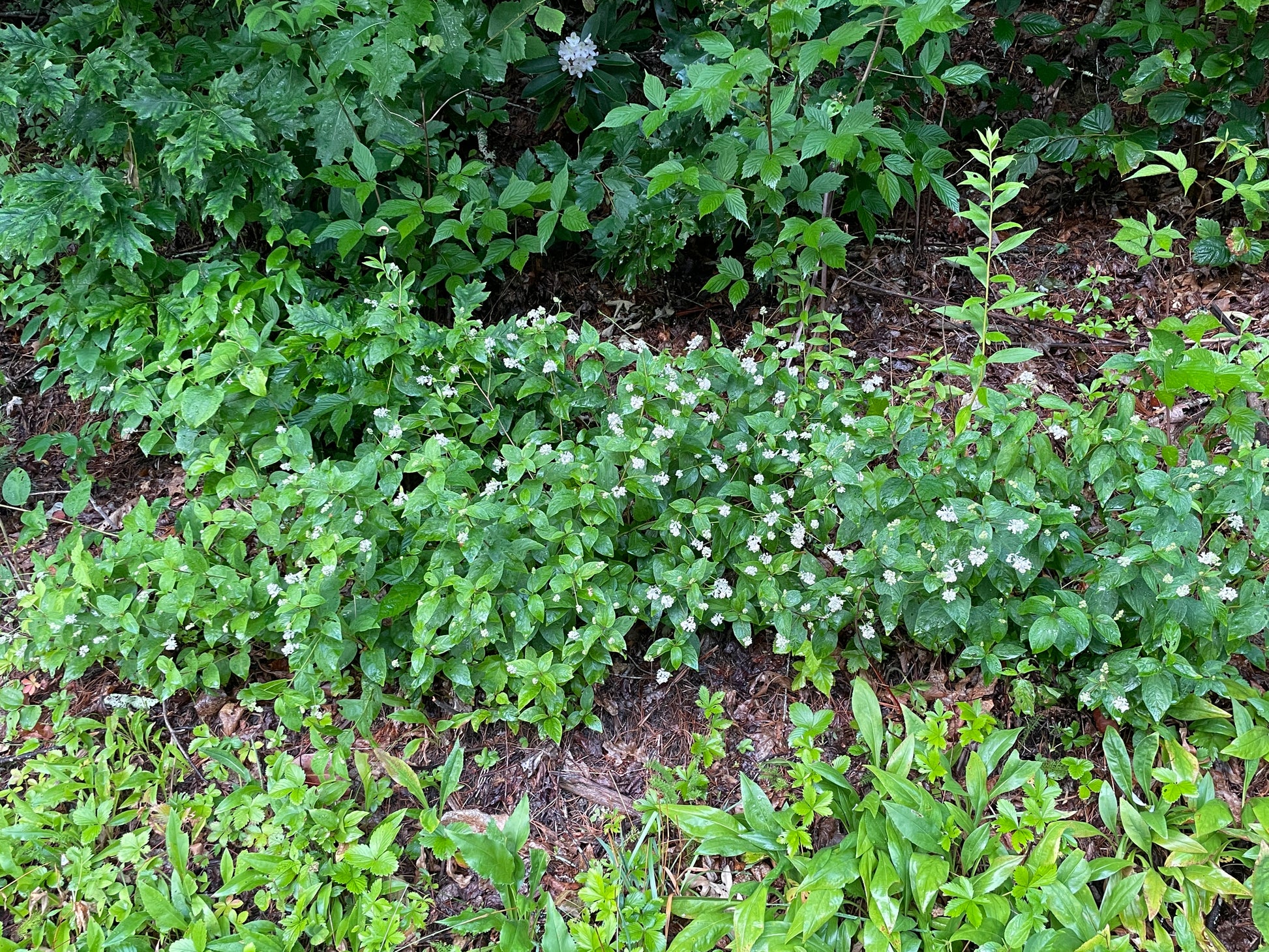 New Jersey tea plants with white flowers