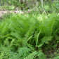 Ostrich fern, Matteuccia struthiopteris