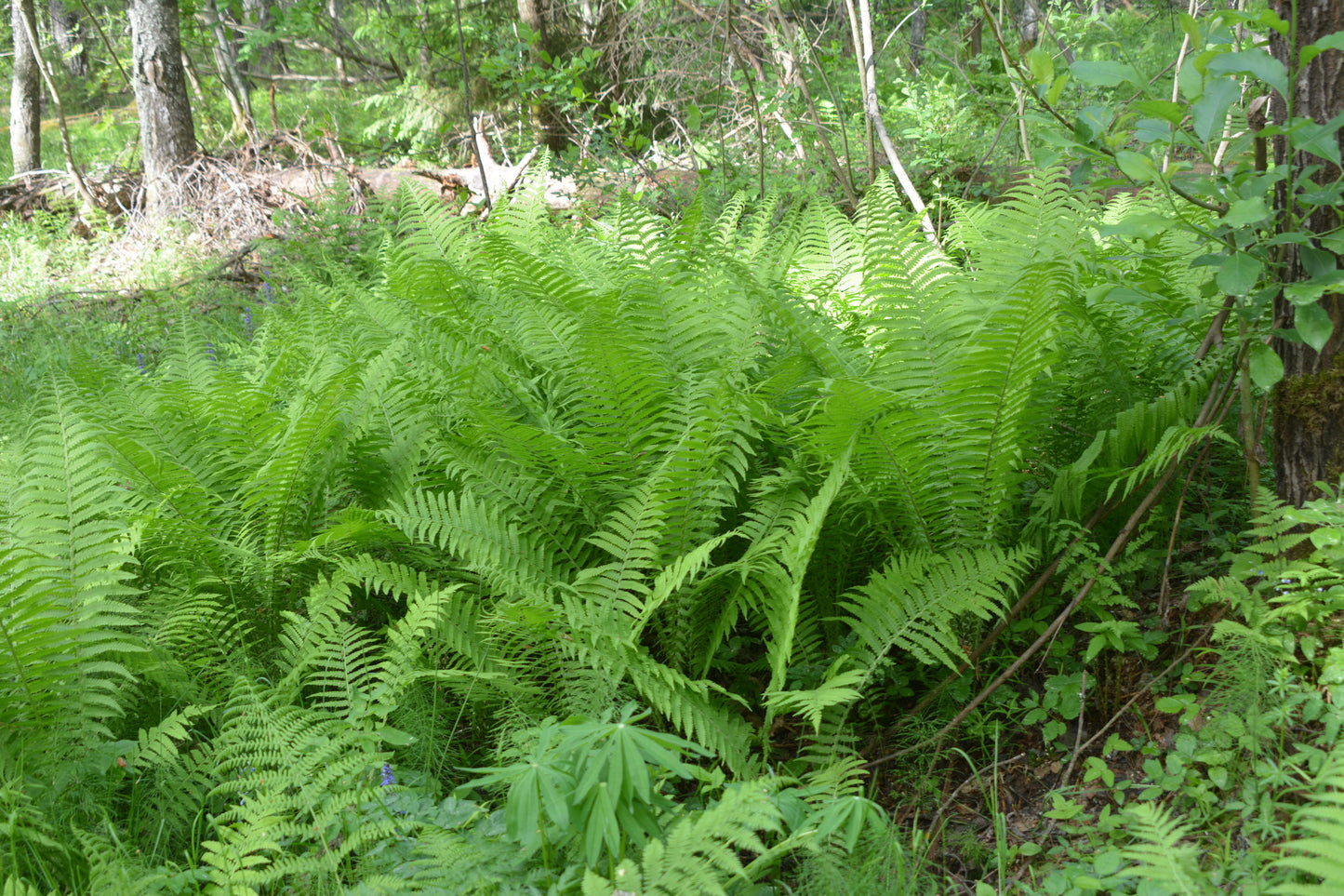 Ostrich fern, Matteuccia struthiopteris