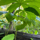 Mayapple, Podophyllum peltatum