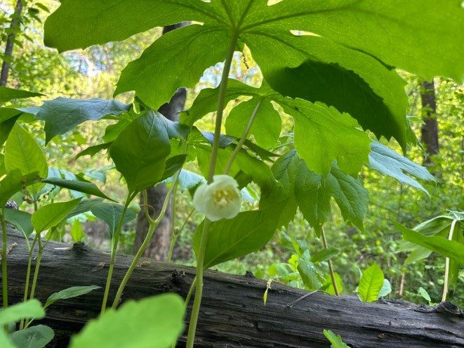 Mayapple, Podophyllum peltatum