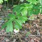 Mayapple, Podophyllum peltatum