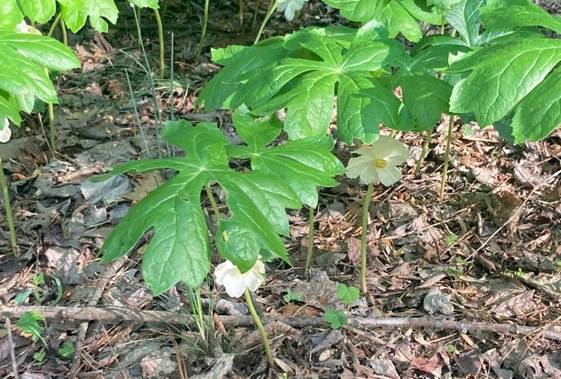 Mayapple, Podophyllum peltatum