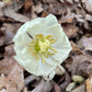 White flower with natural background