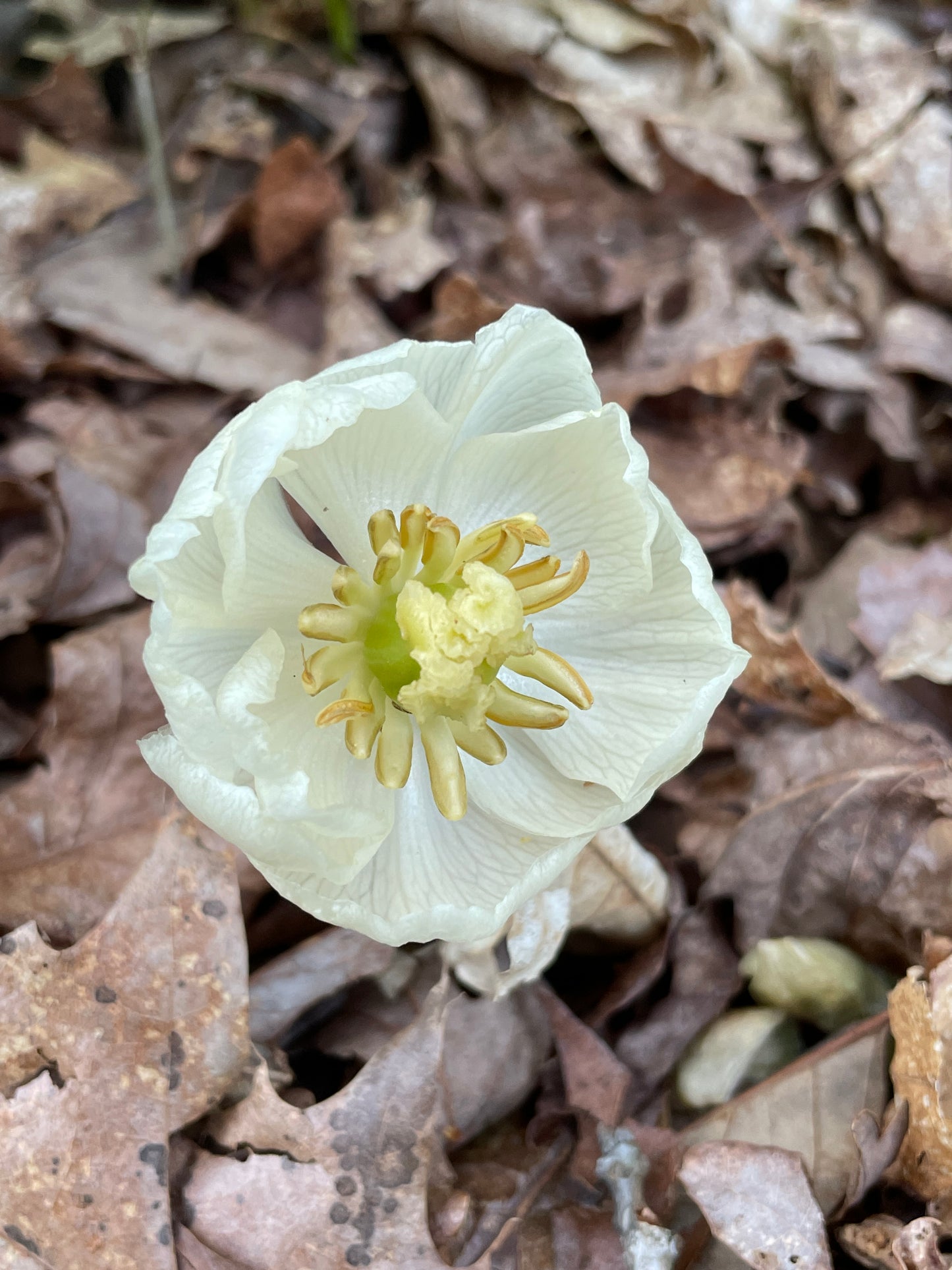 White flower with natural background