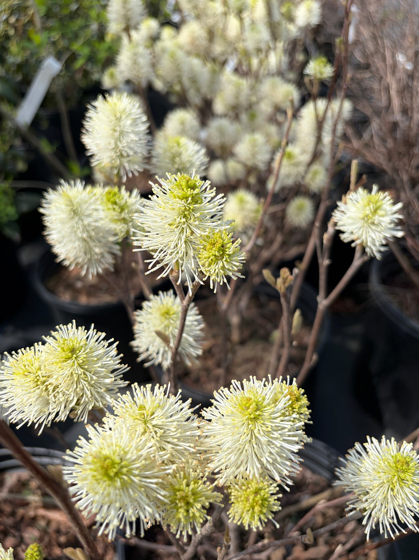 Close-up of white flowers with a blurred natural background