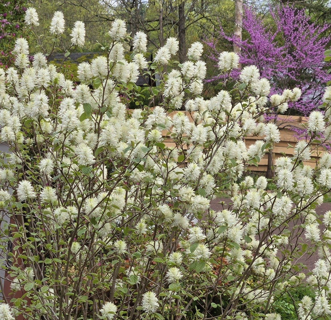 White flowering bush with a blurred background of trees and a wooden structure.
