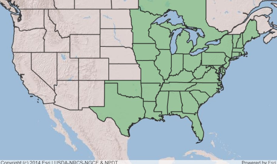 Map of the US showing the native range of Shrubby St Johns Wort in the eastern half of the US