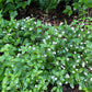 Plants of New Jersey tea with small white flowers and dark green leaves