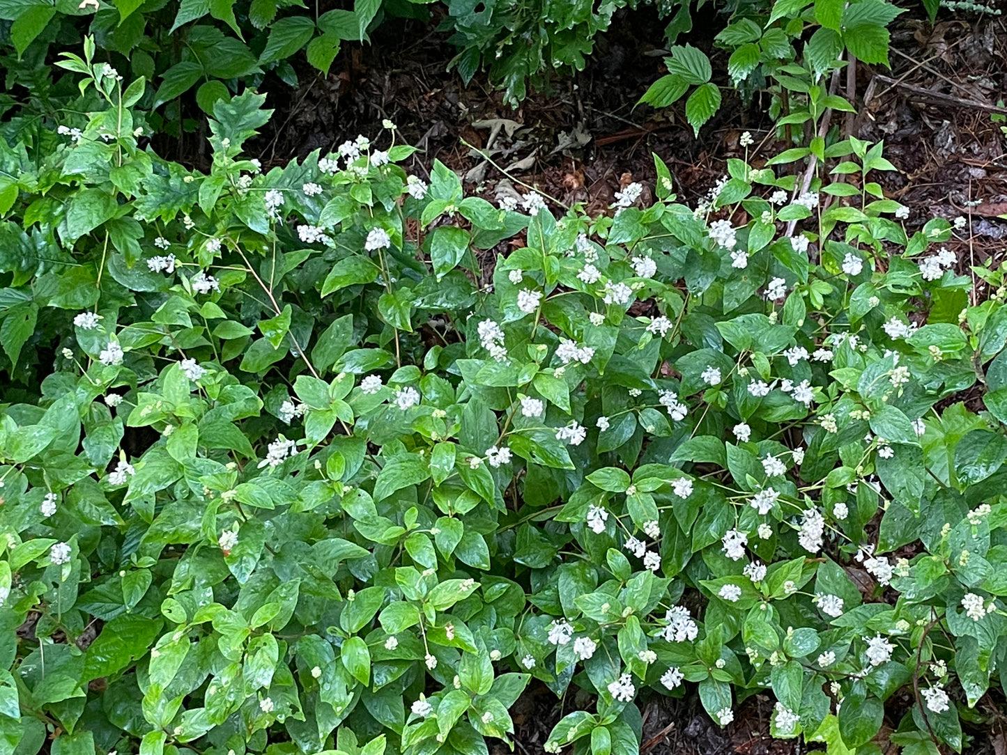 Plants of New Jersey tea with small white flowers and dark green leaves