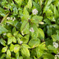 Clusters of small white flowers of New Jersey tea