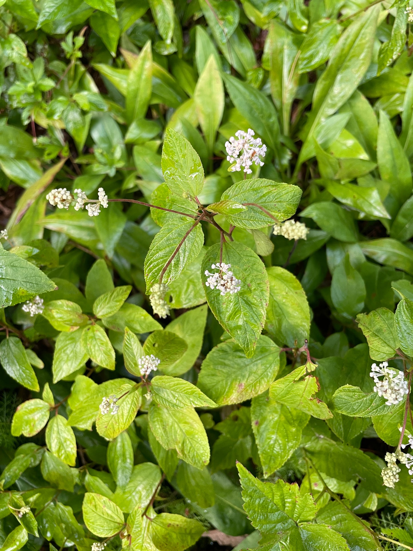 Clusters of small white flowers of New Jersey tea