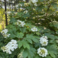 White flowers of oakleaf hydrangea