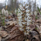white flower spike with backdrop of brown leaves