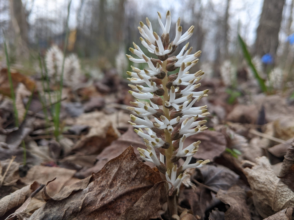 white flower spike with backdrop of brown leaves