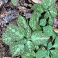 Green spotted leafy plants growing among brown fallen leaves on the forest floor.